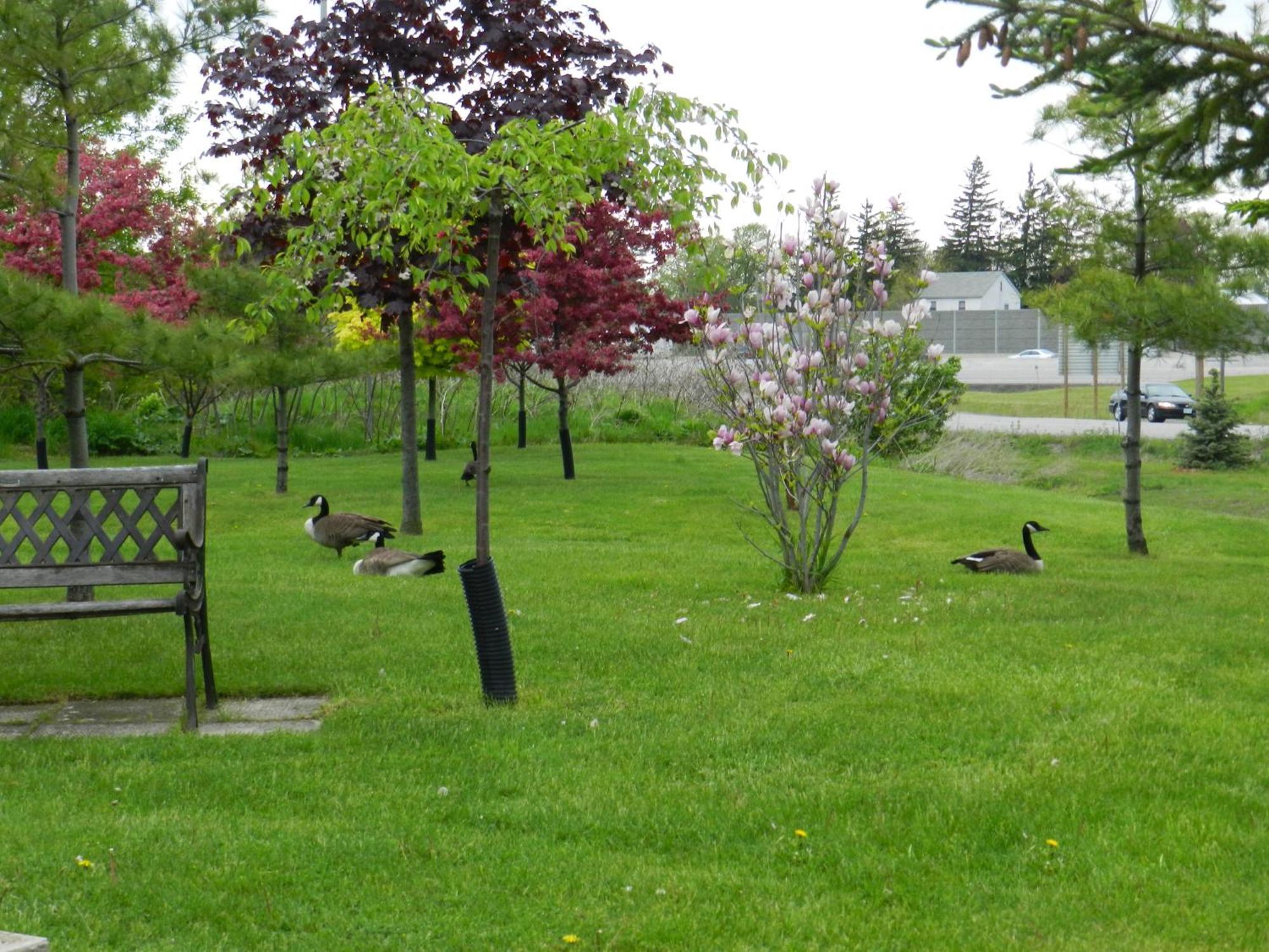 Capri Inn Saint Catharines Экстерьер фото