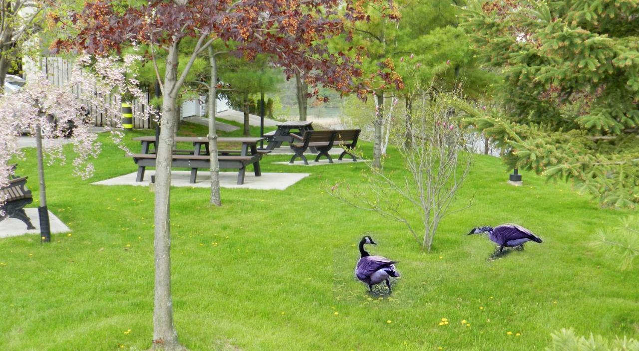 Capri Inn Saint Catharines Экстерьер фото